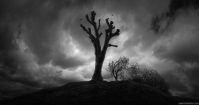 Old tree